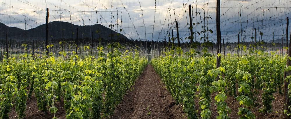 Hommelbier blond beer 0.2%